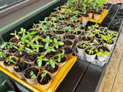 Photo of seedlings being hardened off on Master Gardener Steve Matadobra's back porch