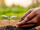 seedling and handful of soil