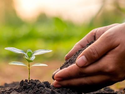 seedling and handful of soil
