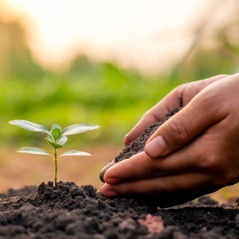 seedling and handful of soil
