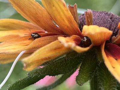 shining flower beetle eating flower petals