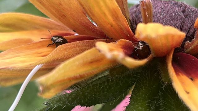 shining flower beetle eating flower petals