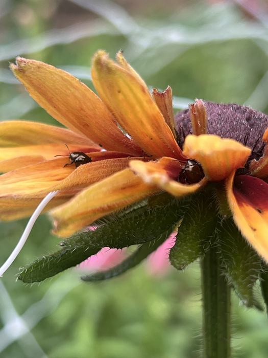 shining flower beetle eating flower petals