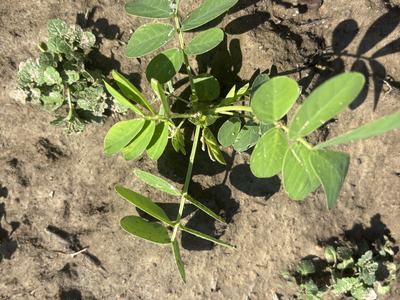 Sicklepod in a peanut field