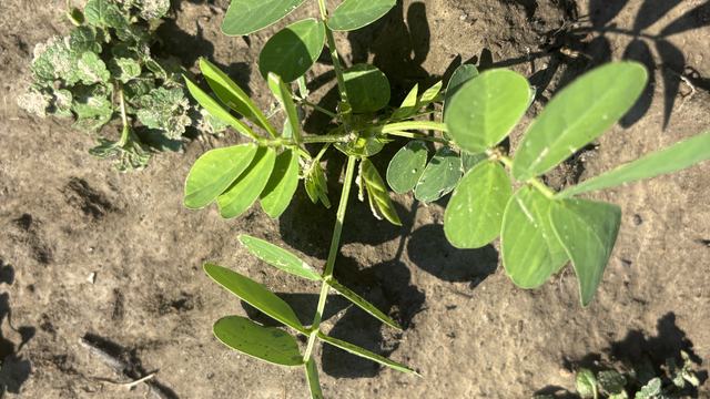 Sicklepod in a peanut field