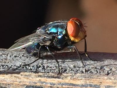 New world screwworm