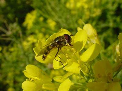 TDL summary chart image 25