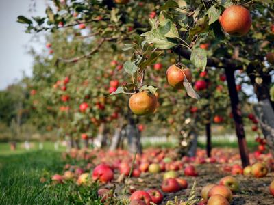 Apple trees with fruit