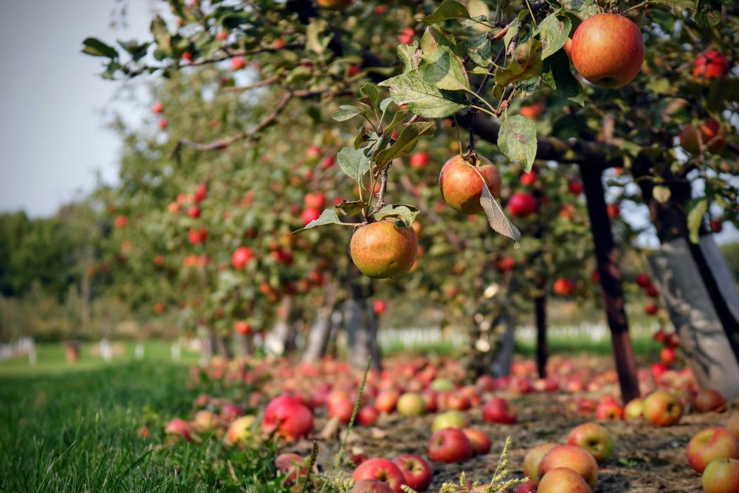 Apple trees in bloom with ripe fruit