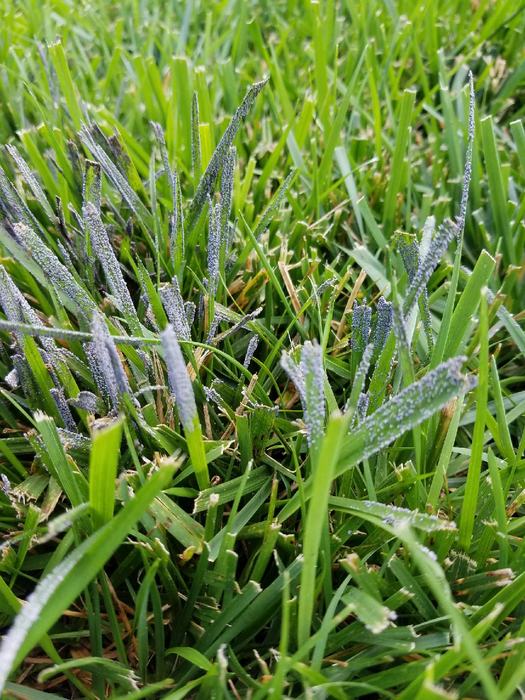 Slime mold fruiting bodies on tall fescue leaves.