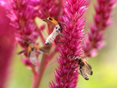 TDL summary chart image 19