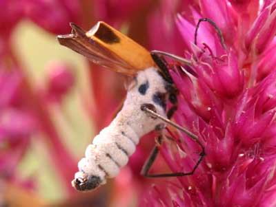 TDL summary chart image 20