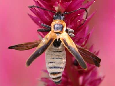 TDL summary chart image 21