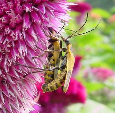 TDL summary chart image 15