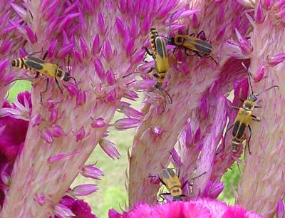 TDL summary chart image 17