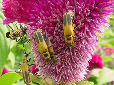 TDL summary chart image 7