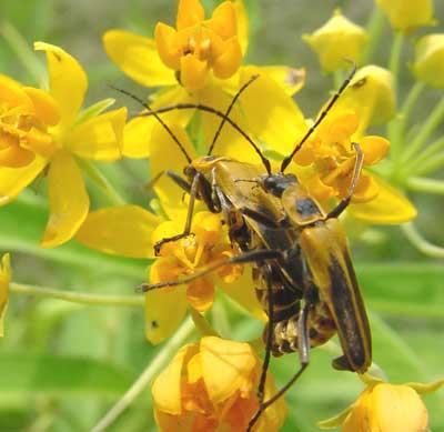 TDL summary chart image 6