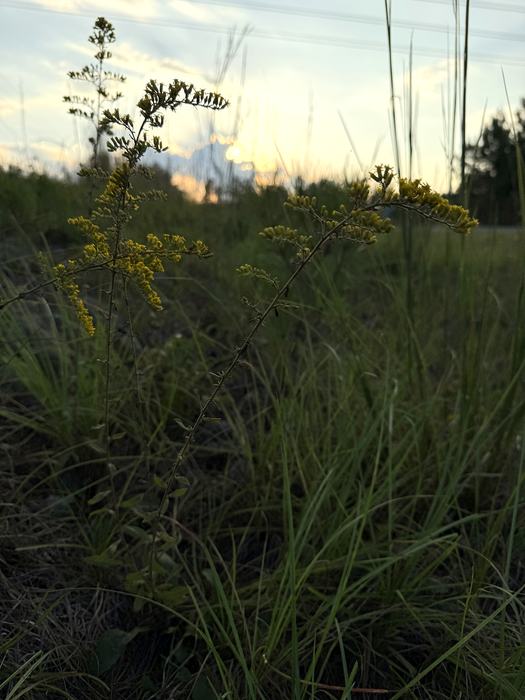 solidago nemoralis