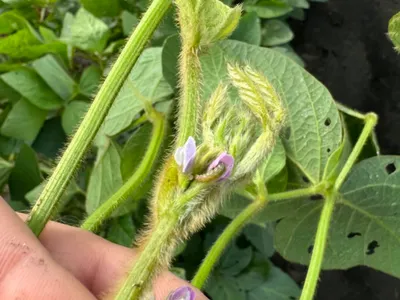 Corn earworm in flowering soybean