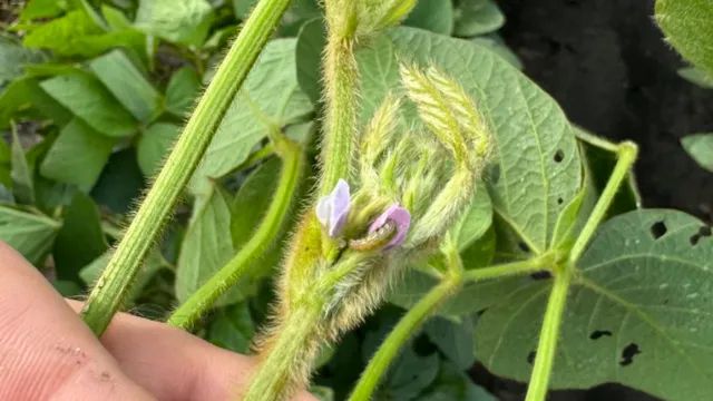 Corn earworm in flowering soybean