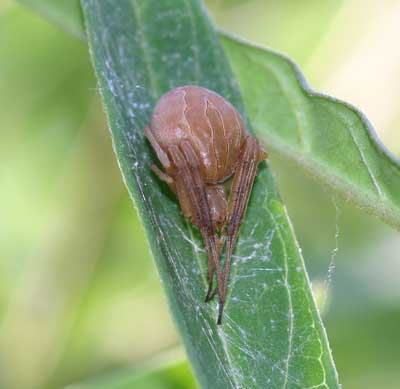 spider on asclepias