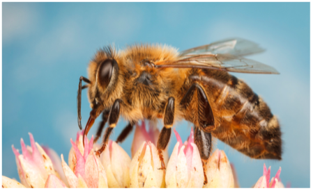 Bee on flower