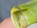 fragment of a tobacco leaf with an open gallery and a splitworm larva on it