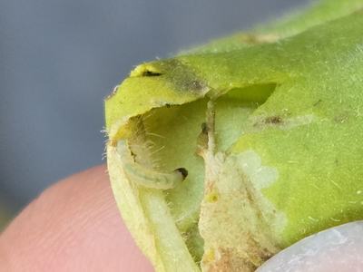 fragment of a tobacco leaf with an open gallery and a splitworm larva on it