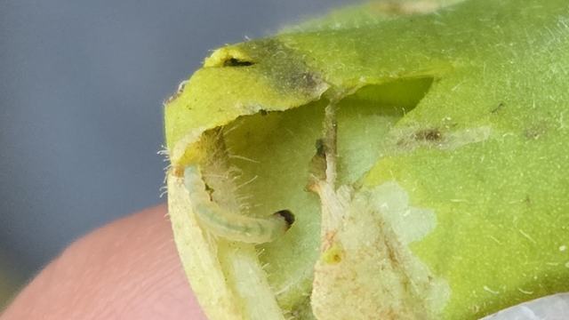 fragment of a tobacco leaf with an open gallery and a splitworm larva on it