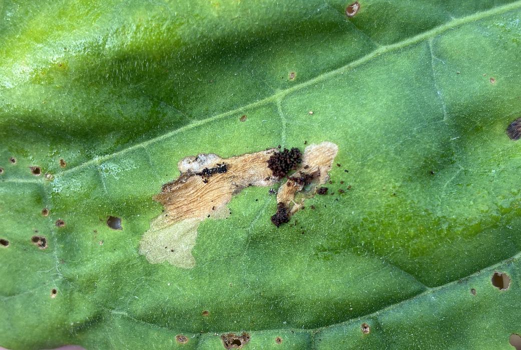 old gallery of splitworm in tobacco leaf with black frass outside