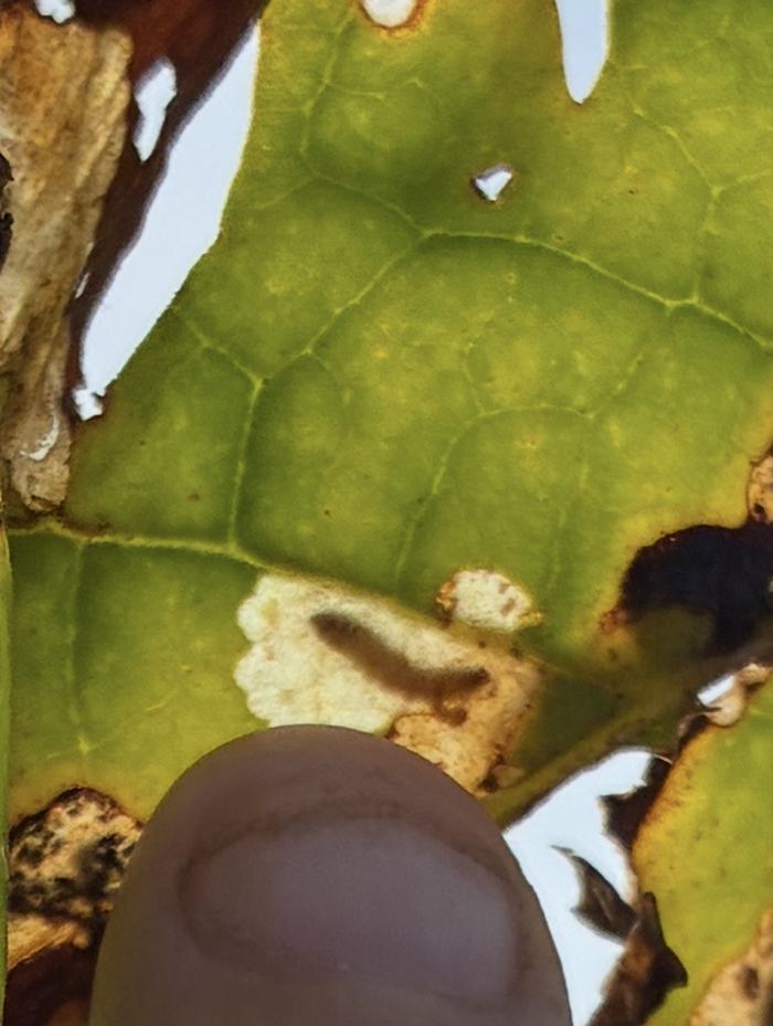 splitworm gallaery with larvae inside tobacco leaf looked against sunlight