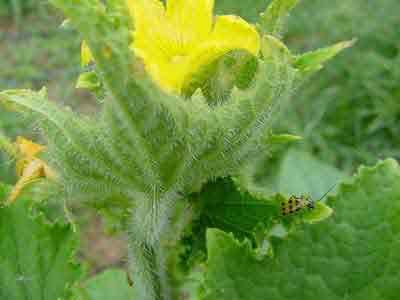 Spotted cucumber beetle