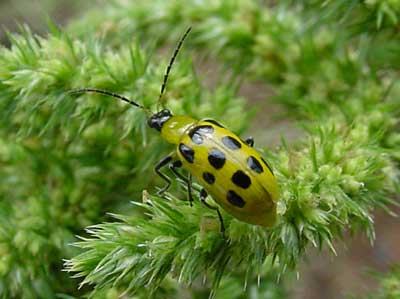Spotted cucumber beetle on pigweed