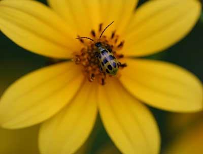 Green-and-black spotted beetle on the center of a yellow daisy-like flower
