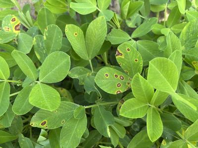 spots caused by chemical injury