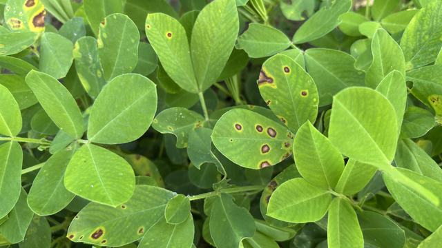 spots caused by chemical injury