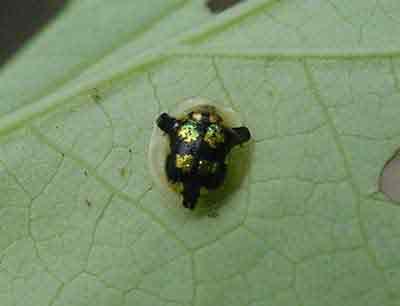 Tortoise beetle