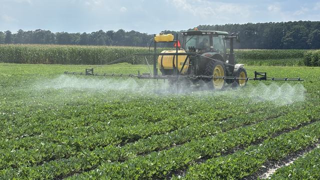 Fungicides being applied in peanut in early July