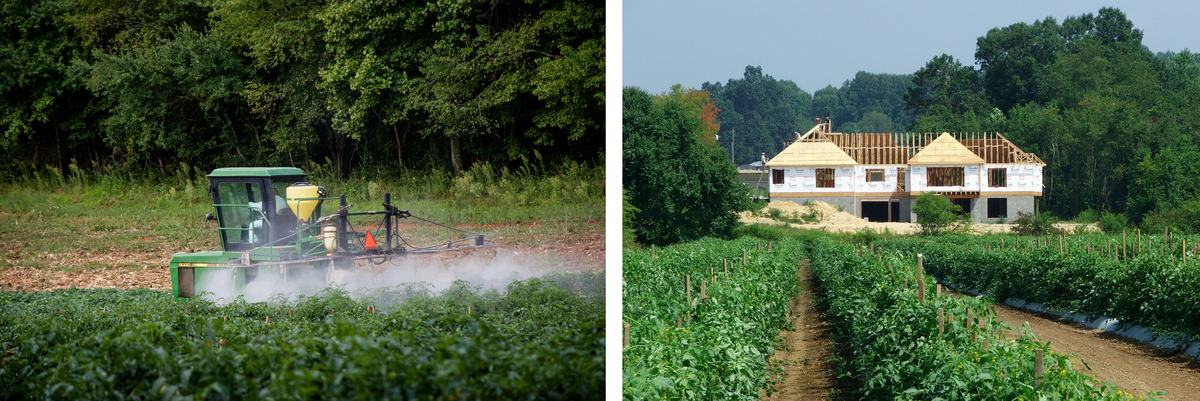 One image of a tractor spraying a tomato field, and one image of a house being built next to a tomato field