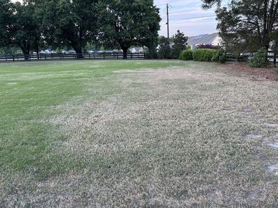 spring 2026 drought damage and slow green up