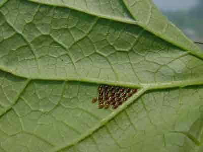 Squash bug eggs on underside of leaf