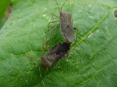 Squash bugs mating