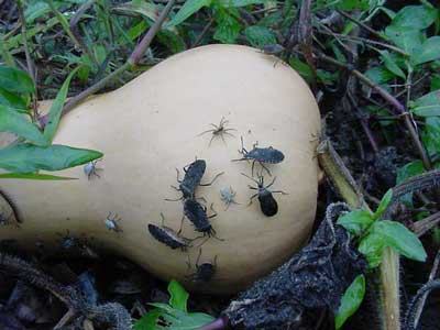 Squash bug adults and nymphs on winter squash