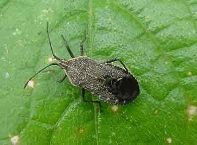 Squash bug