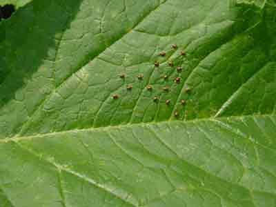 Squash bug eggs