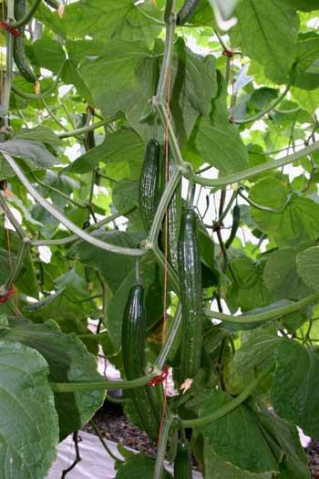 turf quality bar chart