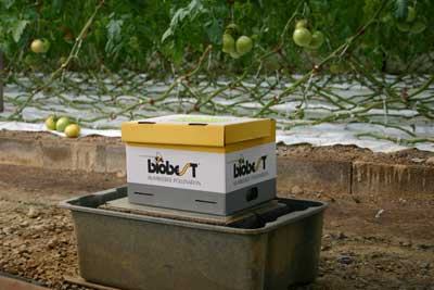 root length bar chart