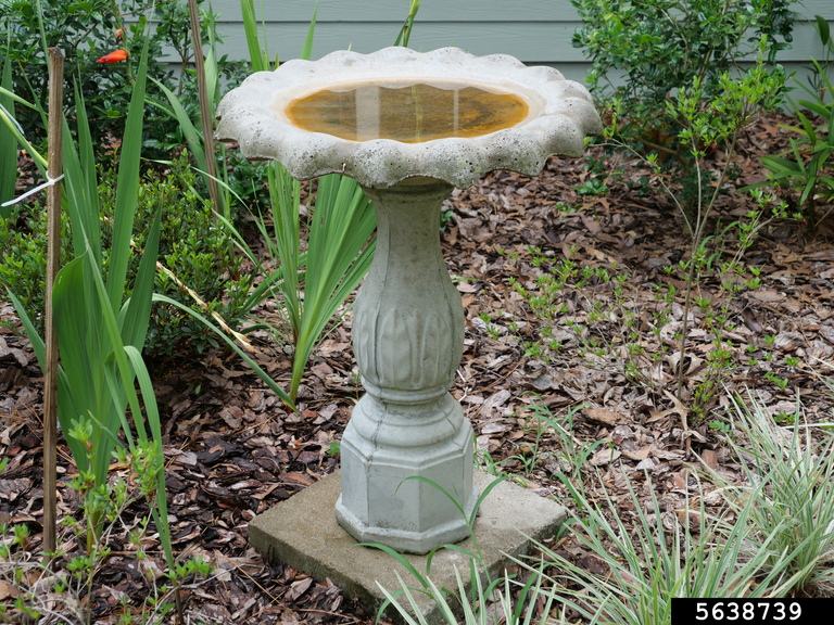 standing water in a birdbath Claudia Riegel, Bugwood.org
