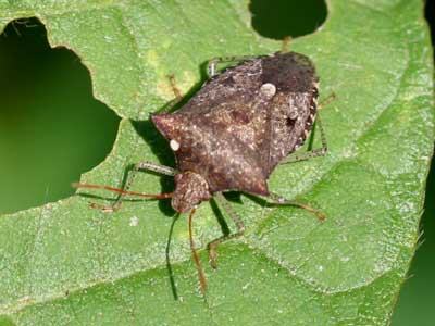 spined soldier bug with tachinid fly egg laid on its shoulder; the parasitic tachinid fly larva will hatch and consume the bug