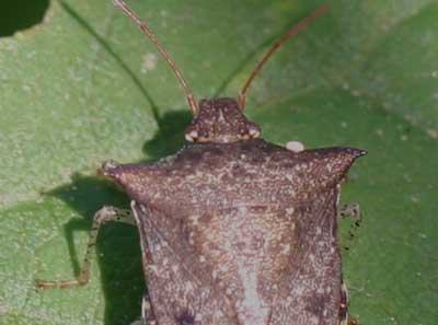 close-up of tachinid fly egg on spined soldier bug shoulder